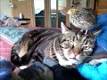 Vídeo de un gato con un pájaro en la cabeza