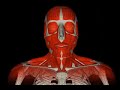 Anatomical model Anatomical model
