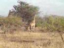 giraffe