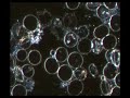 Bacteria forming in red blood cells