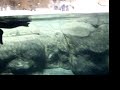 Puffin Bath