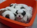 filhotes de shih tzu da lolita do apolions