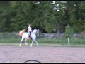 Chocco Arabian Dressage Horse collected trott