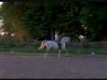 Chocco Arabian Dressage Horse collected trott