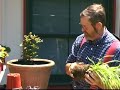 Utilizing Summer Bulbs in Pots Utilizing Summer Bulbs in Pots