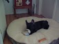 George the French Bulldog pup got a chewie for christmas!