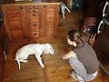 English Setter
