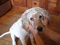 English Setter