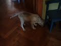 English Setter