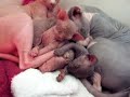 Sphynx family at Rest