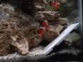 clown fish breeding behavior? [Please Help]