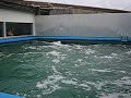 golfinhos no sea paradise toba