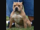 Pit Bulls