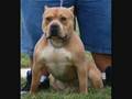 Pit Bulls