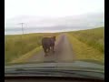 Aberdeen Cows Strike Again. Foot and Mouth Beware Aberdeen Cows Strike Again. Foot and Mouth Beware