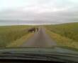 Aberdeen Cows Strike Again. Foot and Mouth Beware