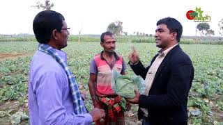 রেটুন ক্রপঃ এক বাধাকপির গাছে তিনটা কপি, আব্দুল মান্নান এর সফল কৃষক হওয়ার গল্প