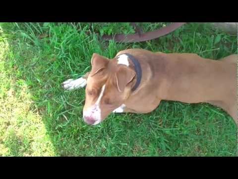 pittbull