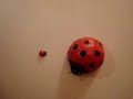 LadyBugBot video