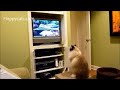 Cat Sitter DVD Original Volume 1 Review - ねこ - ラグドール - Floppycats