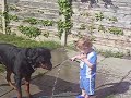 Thirsty dog