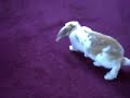 The Bunny Hop The Bunny Hop