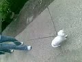 doggie come here by shei