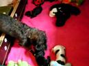 Veertje en de pups van Dien 1 Veertje en de pups van Dien 1