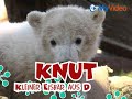 Knut Song