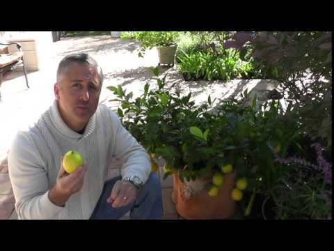 how to care for an lemon tree