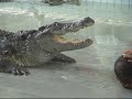 Pattaya Crocodile zoo