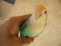 my Bird!!!
