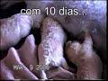Dolly, um cão de luxo Dolly, um cão de luxo