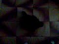 adiestrando a mi lunika