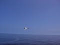 F-14 Low and Hot