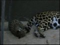 Gallery - Baby Jaguars Rock!