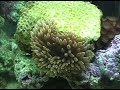 Nano tank 11 oct 2007