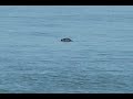 Seals