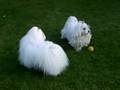 Cachou et Asia, bichons maltais