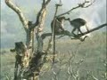macacos danadinhos