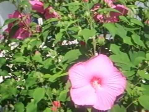 Comment soigner un hibiscus malade ?