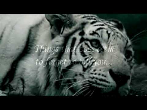 deformed white tiger pictures. Tags:Royal, White, Bengal,