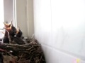 Marcel Boelaars - Present - Cor de \"Vogelaar\"