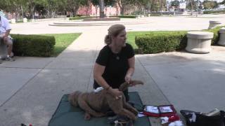 First Aid and CPR for Dogs