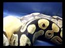 destert storm huge rat part 2