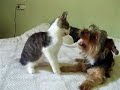 gato vs perro