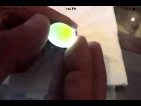 how to birds fertilize their eggs