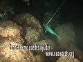 Barren Reef Spanish