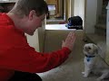 Toby playing stay and fetch