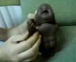 Zenci bebek